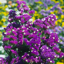 Statice Flower seeds for Planting Premium Quality Heirloom & GMO Free Seeds for Home Garden