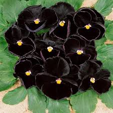 Black Mix Pansy Flower Seeds for Planting Fragrant Blossoms Heirloom & GMO Free Seeds for Home Garden
 
 Sale