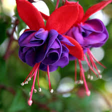Blue Red Fuchsia Flower seeds for Planting Wildflower Mix Heirloom & GMO Free Seeds for Home Garden