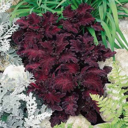 Close-up of richly textured dark purple leaves on a Coleus Black Dragon plant.