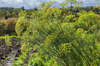 Aromatic dill herb suitable for home gardens and containers.