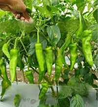 Chili Pepper Vegetable Seeds for Easy Planting