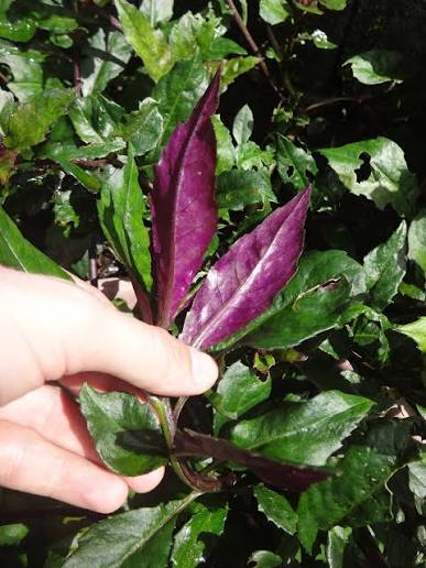 Healthy Okinawa Spinach plant in a raised garden bed