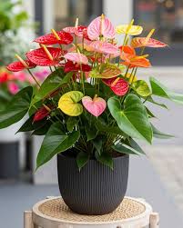 Mixed Anthurium Andraeanum Flower seeds for Planting - Bright Blooms, Heirloom & GMO Free Seeds for Home Garden
