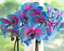 Pink Blue Orchid Flower Seeds for Planting – Vibrant Colors Heirloom & NonGMO Seeds
 
 Sale