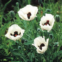 Papaver orientale 'Royal Wedding' Seeds - White Oriental Poppy Flowers for Elegant Garden Borders and Perennial Displays