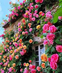 Mixed rose blossoms displaying a variety of vibrant colors.