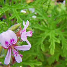 Rose Geranium Pelargonium Flower Seeds for Planting Cottage Garden Essential Heirloom & GMO Free Seeds for Home Garden
 
 Sale