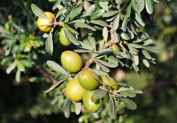 Young Argan Tree plant in an outdoor garden setting