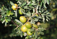 Young Argan Tree plant in an outdoor garden setting