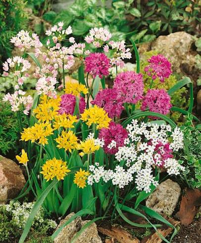 Mixed Allium perennial flowers with rounded flower heads