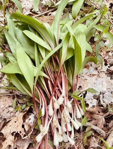 Ramp Wild Leek seeds for planting in shaded woodland gardens.