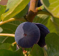 Heirloom Black Madeira Fig tree seeds ready for sowing