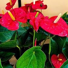 100 Pcs