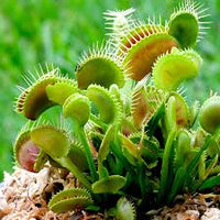 Venus Fly Trap Flower seeds for Planting - Cut Flower Favorite, Heirloom & GMO Free Seeds for Home Garden
