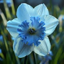 Sky Blue  Daffodil Flower Seeds for Planting Garden Favorite Heirloom & GMO Free Seeds for Home Garden  Sale