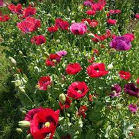 Papaver somniferum Summer Blaze flowers blooming in a sunny garden.