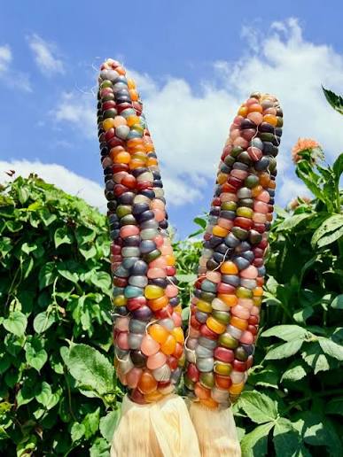 Glass Gem corn seeds with colorful jewel-toned kernels for home gardens.