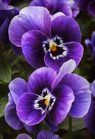 Violet White Pansy Flower Seeds for Planting Fragrant Blossoms Heirloom & GMO Free Seeds for Home Garden
 
 Sale