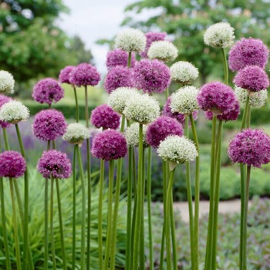 Mixed Allium flowers with rounded flower heads