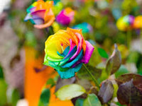 Blue MultiColor Rose Flower Seeds for Planting Cut Flower Favorite Heirloom & GMO Free Seeds for Home Garden
 
 Sale
