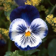White Blue Pansy Flower Seeds for Planting Shade Tolerant Heirloom & GMO Free Seeds for Home Garden
 
 Sale