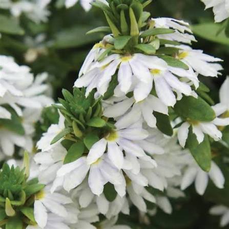 White Scaevola plant with cascading blooms in a hanging basket.
