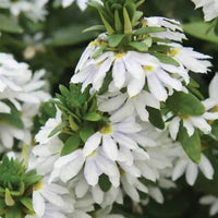 White Scaevola plant with cascading blooms in a hanging basket.
