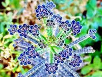 Light Lavender Succulent Flower Seeds for Planting Cut Flower Favorite Heirloom & GMO Free Seeds for Home Garden
 
 Sale