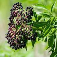 Elderberry Seeds - Improved Cultivar Mix (Sambucus nigra)