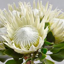 Protea Flower seeds for Planting Low Maintenance Heirloom & GMO Free Seeds for Home Garden