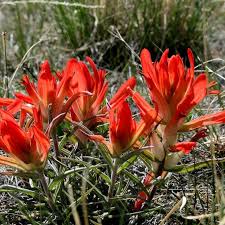 Red Castilleja Flower seeds for Planting - Shade Tolerant, Heirloom & GMO Free Seeds for Home Garden