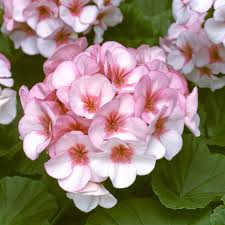 White Light Pink Geranium Flower Seeds for Planting Hardy Variety Heirloom & GMO Free Seeds for Home Garden
 
 Sale
