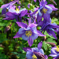 Purple Aquilegia Flower seeds for Planting - Drought Tolerant, Heirloom & GMO Free Seeds for Home Garden