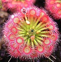Sundew Flower seeds for Planting - Premium Quality, Heirloom & GMO Free Seeds for Home Garden