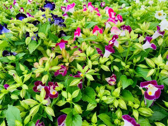 Colorful Torenia Wishbone Flower plants with green foliage.
