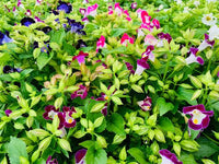 Colorful Torenia Wishbone Flower plants with green foliage.
