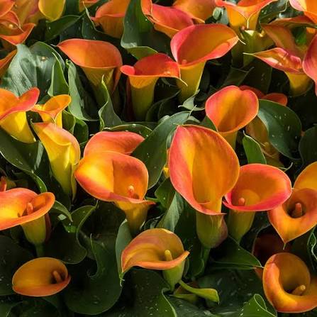 Flame Calla Lily Bulbs | Variegated Perennial Flowers for Shade Gardens