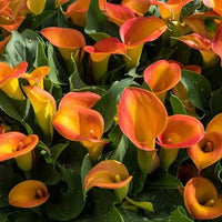 Flame Calla Lily Bulbs | Variegated Perennial Flowers for Shade Gardens