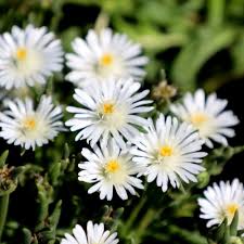 Delosperma Jewel of Desert 'Moonstone' with bright white flowers and succulent foliage.
