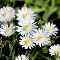 Delosperma Jewel of Desert 'Moonstone' with bright white flowers and succulent foliage.
