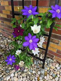 Mixed Clematis perennial flowers growing on a garden support