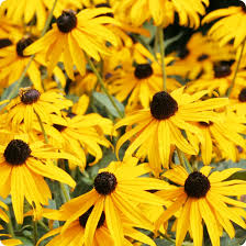 Yellow Echinacea Flower seeds for Planting Premium Quality Heirloom & GMO Free Seeds for Home Garden