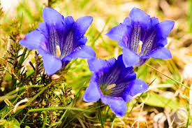 Purple Blue Gentian Flower Seeds – Vibrant Colors Heirloom & NonGMO Seeds for Home Garden
 
 Sale