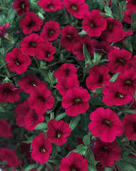 Deep Pink Petunia Flower seeds for Planting Shade Tolerant Heirloom & GMO Free Seeds for Home Garden