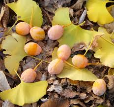 Ginkgo Flower seeds for Planting - Sun Loving, Heirloom & GMO Free Seeds for Home Garden
