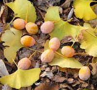 Ginkgo Flower seeds for Planting - Sun Loving, Heirloom & GMO Free Seeds for Home Garden