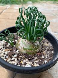 Spiral-leaf Albuca Spiralis displaying unique ornamental foliage in a container.