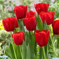 Burgundy Tulip Flower Seeds for Planting Cut Flower Favorite Heirloom & GMO Free Seeds for Home Garden
 
 Sale