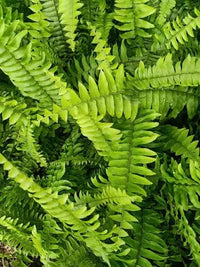 Boston Fern with lush green arching fronds